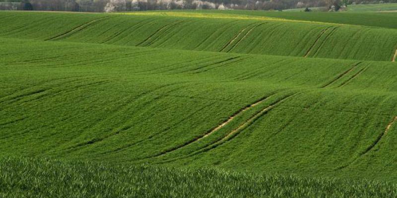 Campo de cereales gestionado intensivamente en Alemania