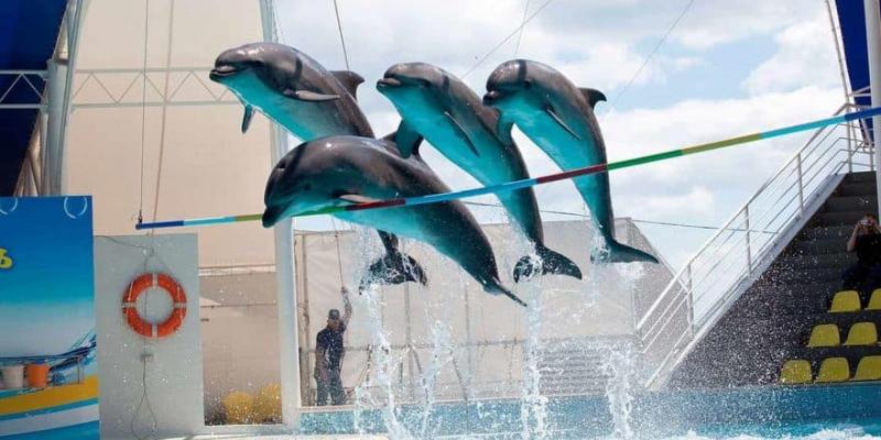 El Gobierno quiere liberar a los delfines y cerrar las granjas de visones