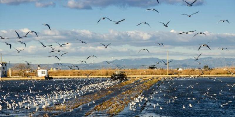 Biodiversidad española, humedales Delta del Ebro