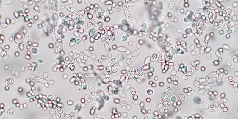 La biología sintética da un gran paso - Rattiya Thongdumhyu Avances en biología sintética