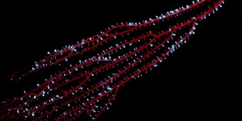 Un octocoral de bambú 'Isidella sp'. muestra bioluminiscencia en las Bahamas en 2009