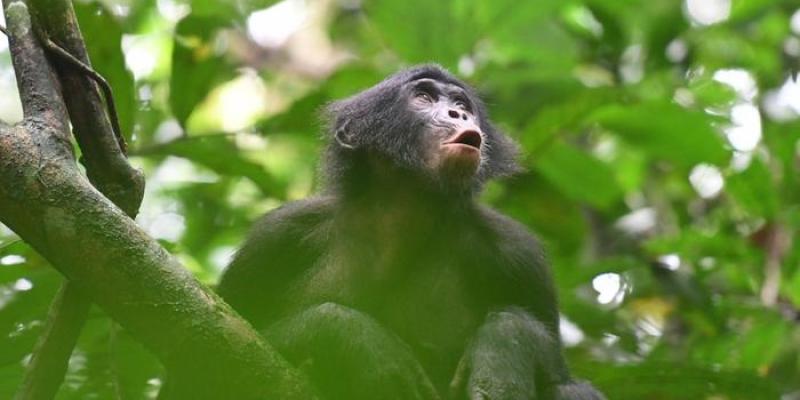 Bonobos | Foto de Martin Surbeck/Proyecto de Investigación del Bonobo de Kokolopori Una joven hembra bonobo vocaliza en respuesta a los miembros distantes de su grupo