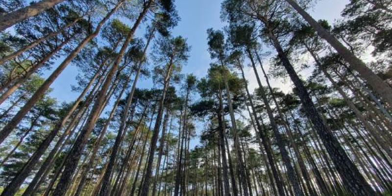Biodiversidad | Foto de Copade Bosque