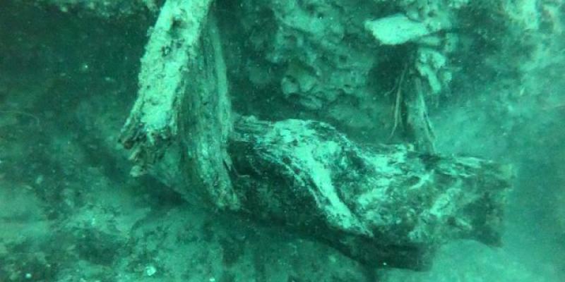 Imágenes del bosque submarino del Golfo de México