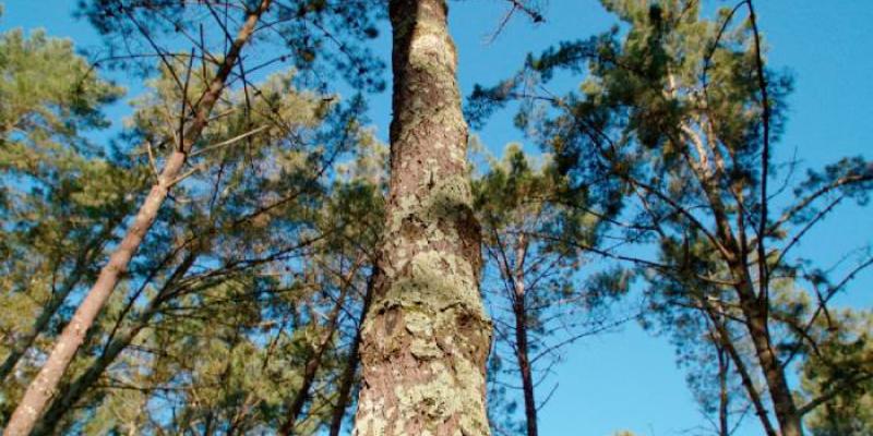 Bosque Naturgy - Naturgy Bosque Naturgy