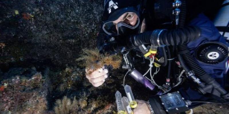 Investigadores en los bosques marinos