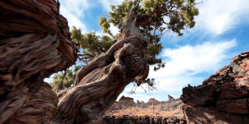 Así actúan los bosques antiguos Acción de los bosques antiguos