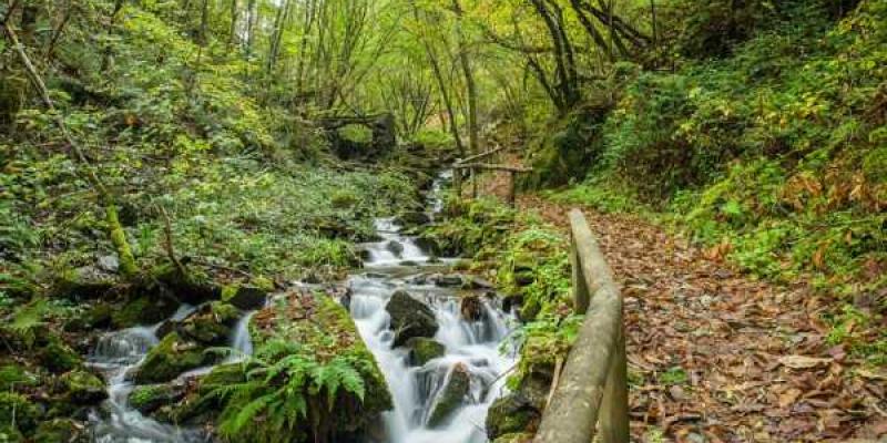Los bosques de Asturias cuidan el planeta Bosques de Asturias: un tesoro con valor incalculable
