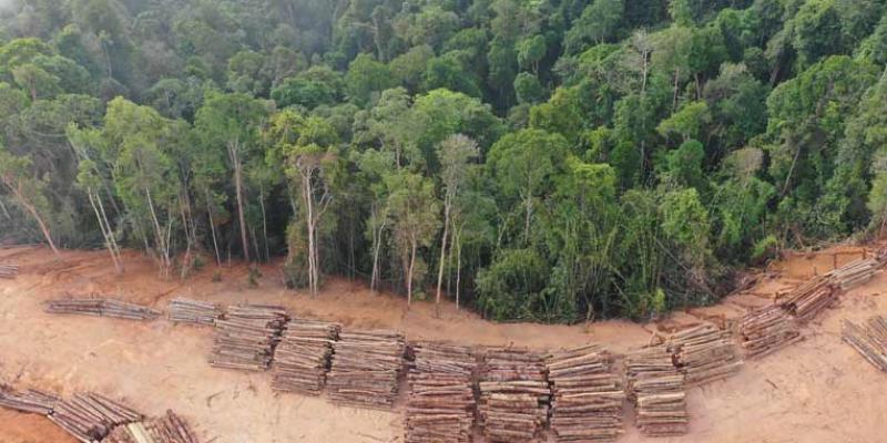 Solo un 6,5 % de los bosques están protegidos