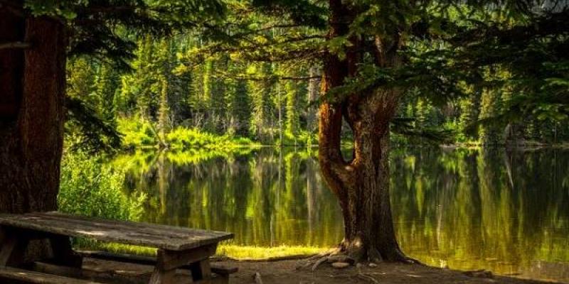 Bosques del mundo: protección, conservación y restauración inmediata. Los bosques del mundo están llenos de vida