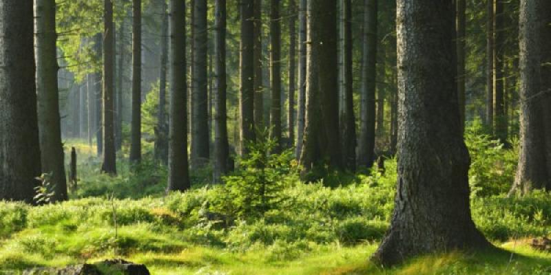 Resistencia y conservación bosques primarios Así se conservan los bosques primarios, con una resistencia grandísima