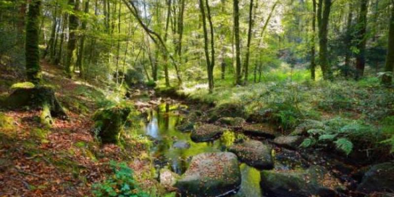 Salvar los bosques del planeta