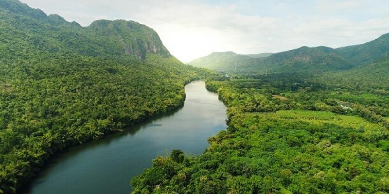 22 de junio, Día Internacional de los Bosques Tropicales Día Internacional de los Bosques Tropicales
