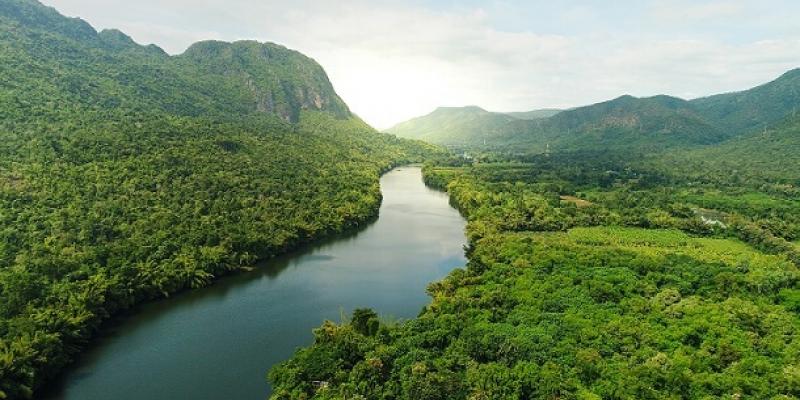 Día Internacional de los Bosques Tropicales