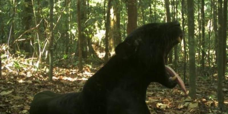 Los bosques tropicales ya no son suficientes para proteger a los mamíferos en riesgo Ejemplo de los mamíferos que corren peligro de extinción