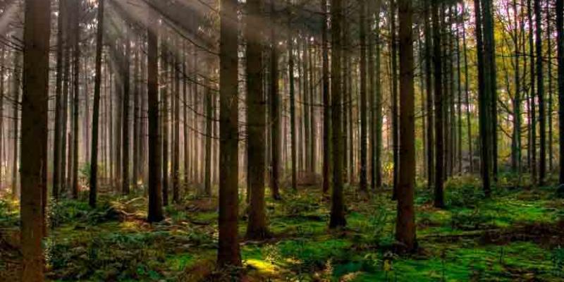 bosques / Ecosistemas - OVACEN Los bosques han crecido en superficie durante los últimos 20 años