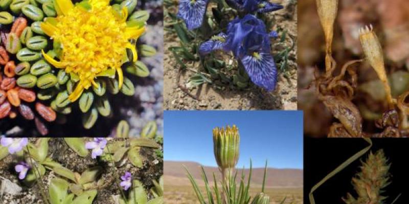 Especies registradas por los botánicos