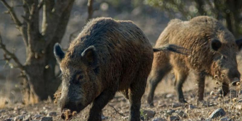 brote de peste porcina