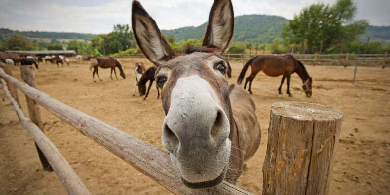 La domesticación del burro viene de años atrás