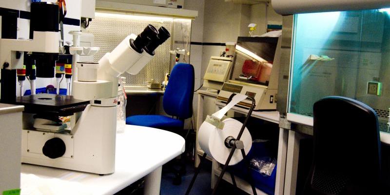 Descubren por qué el cáncer afecta más a los hombres que a las mujeres. Descubren por qué el cáncer afecta más a los hombres que a las mujeres.