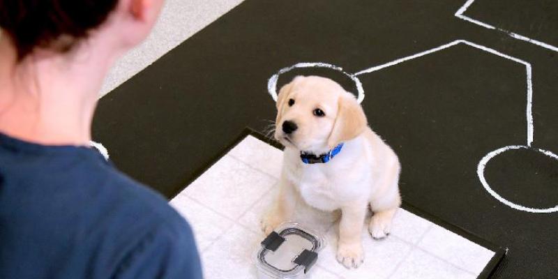 Comunicación de perros/ Emily Bray Cachorros de perros