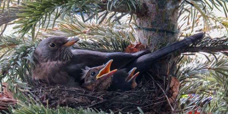 El calor extremo en las aves/ Pixabay Crías de aves de bosques