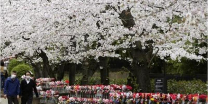 Cerezos en flor en el Templo Zojoji de Tokio