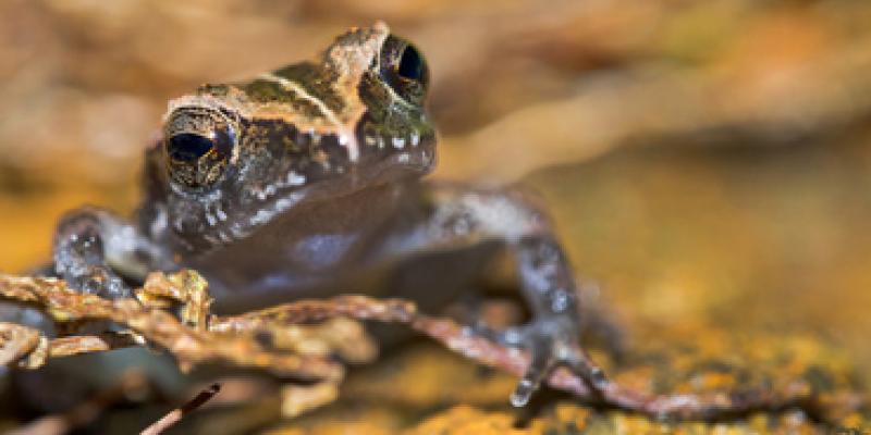 Imagen de una rana/Envatoelements Áreas de Europa para la protección de los anfibios en el cambio climático
