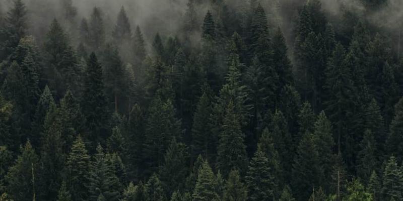 El cambio climático y el atraso del otoño