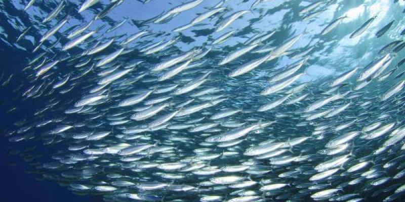 Ecosistemas marinos: impactos climáticos y de la sobrepesca El cambio climático y la sobrepesca afectan a los ecosistemas marinos