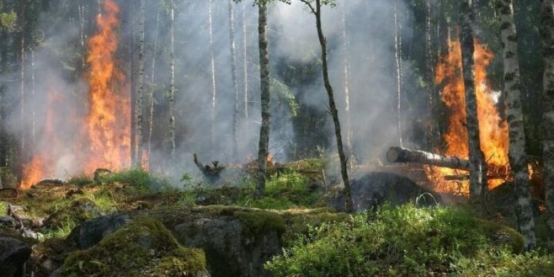 Imagen de un incendio forestal/Ambientum El cambio climático sigue afectando en Europa