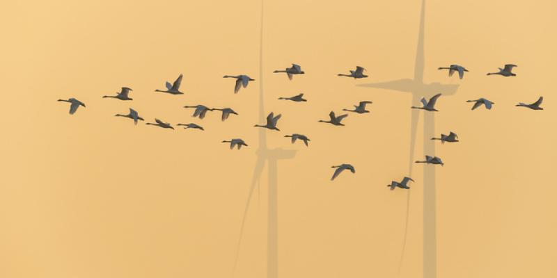 Imagen de pájaros/Envatoelements Aparición de especies de pájaros y cambio climático