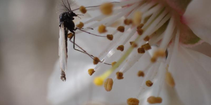 Así afecta al cambio climático a los insectos acuáticos. Los insectos acuáticos más pequeños por el cambio climático