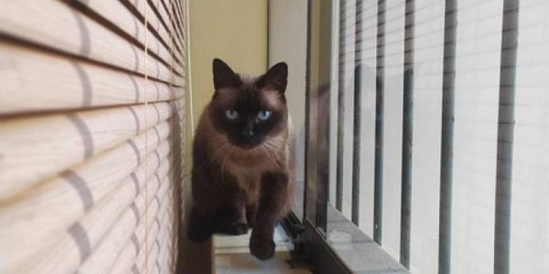 Caminar ayuda a nuestro cerebro Un pequeño felino se anima a caminar por la ventana de su casa