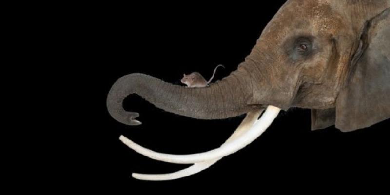 Animales con cáncer: los más grandes los más afectados Los animales de mayor tamaño, más riesgo de padecer cáncer