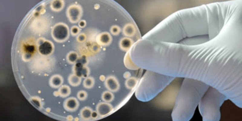 El 'Candida Auris' ya es la nueva amenaza mundial. candida auris