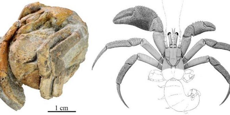 Un cangrejo ermitaño muy antiguo