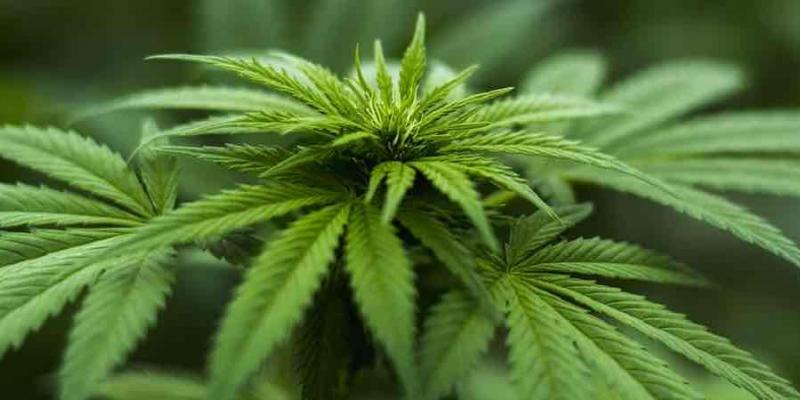 La ONU reconoce el potencial medicinal del cannabis