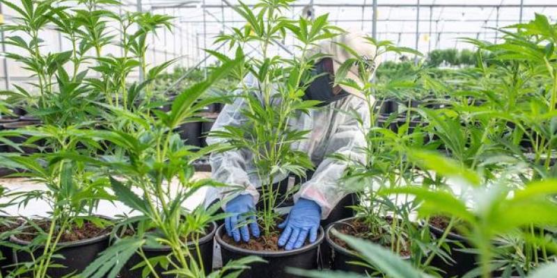 La estrecha relación entre el consumo de cannabis y la esquizofrenia. cannabis
