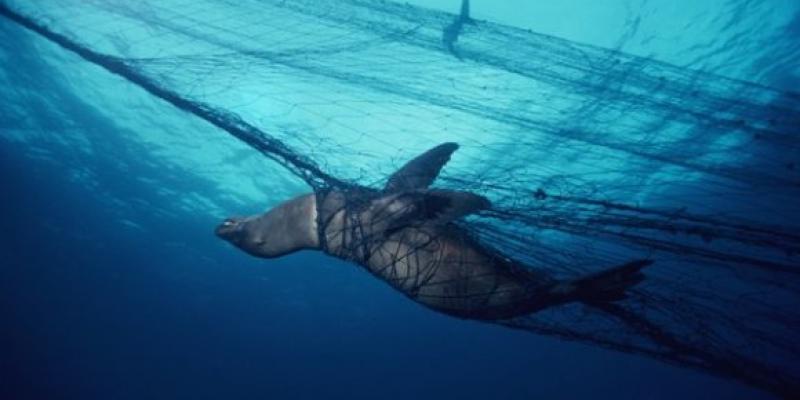Las capturas accidentales causan daños en los ecosistemas Ejemplo de las capturas accidentales que suceden con la pesca