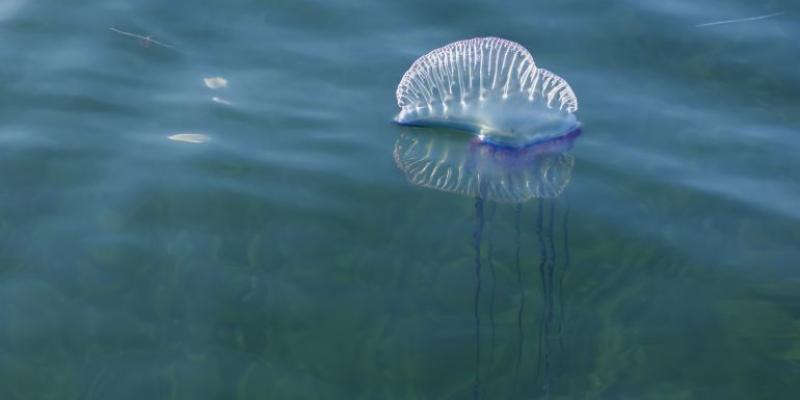 Imagen de una carabela portuguesa/cadena SER La carabela portuguesa, así es la especie