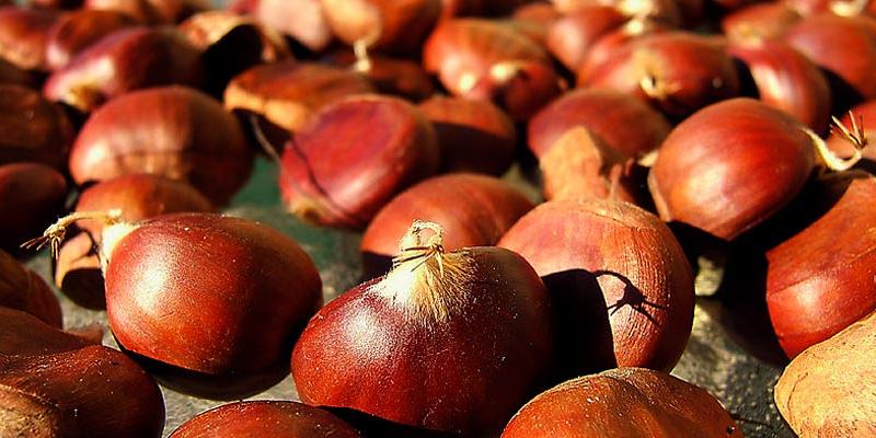En otoño empieza la temporada de castañas Con el frío llegan las castañas