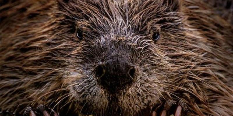 Castores estadounidenses Primerísimo plano de la especie de los castores