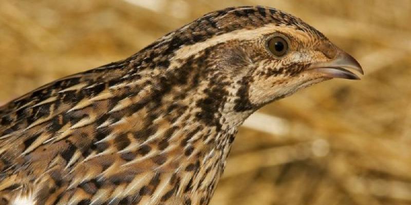 Caza de aves, Codorniz Común