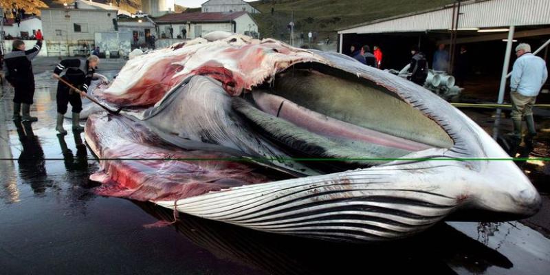 Ballena muerta