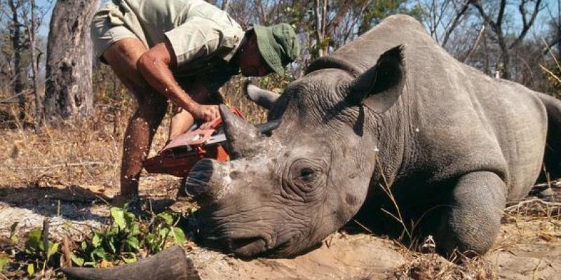 La caza furtiva es un peligro para las especies y el medio