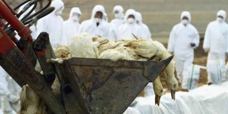 Pator muertos por la cepa de gripe aviar en Corea del Sur