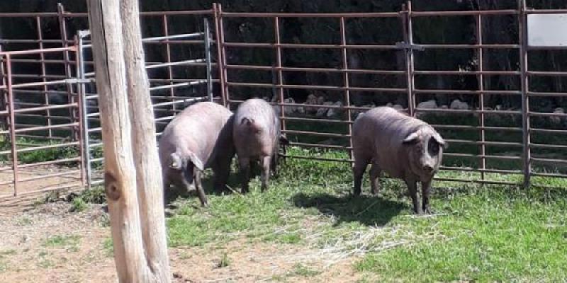 Cerdos ibéricos y calor/ CSIC Cerdos ibéricos comiendo