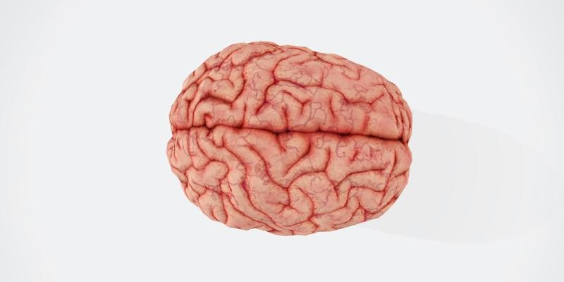 Imagen de un cerebro/NEOLIFE Envejecimiento cerebral
