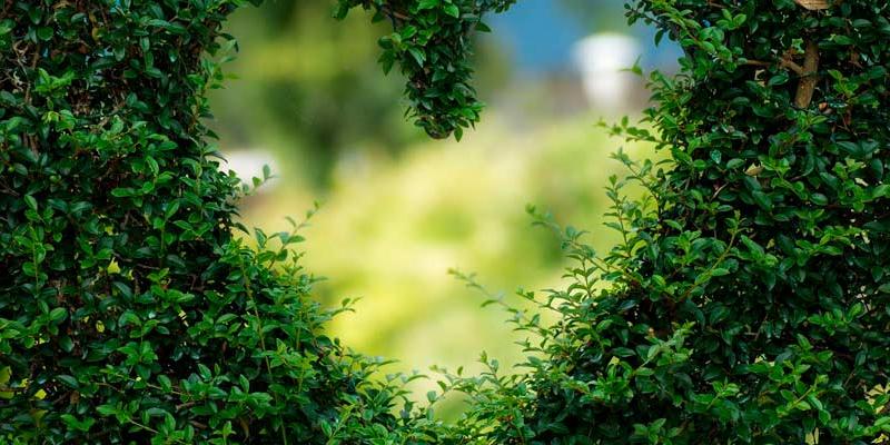 Imagen de Pixabay Imagen recurso de medio ambiente en Pixabay